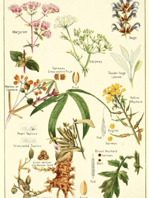 Source : https://commons.wikimedia.org/wiki/File:Marjoram-sage-mustard-etc.png