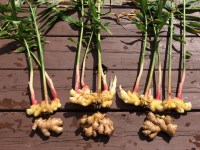 Récolte du gingembre