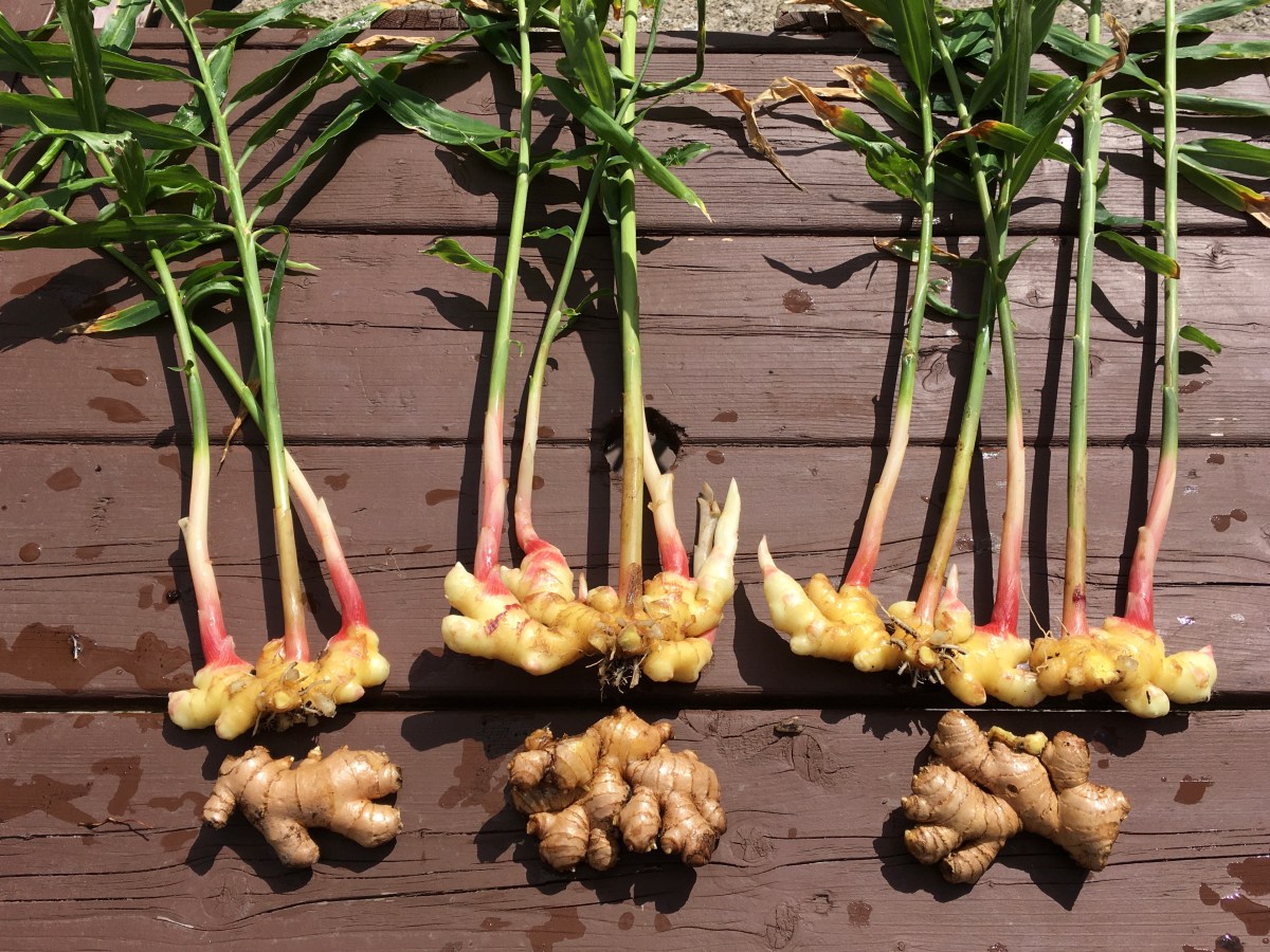 Récolte du gingembre